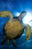 Sea Turtle With Sun - iPhone